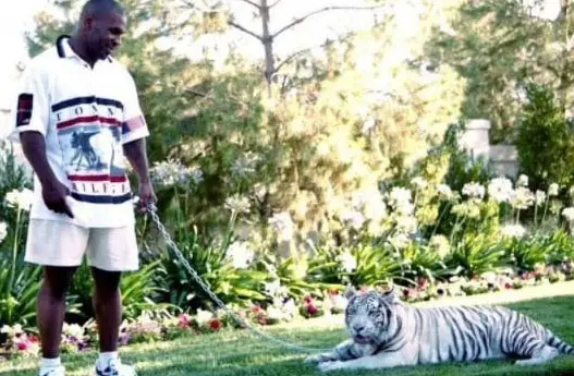 Mike-Tyson-Pet-Tigers-Where-are-They-Now